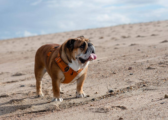 红色的英语英国斗牛犬橙色利用走海边