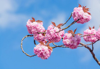 玫瑰花开花樱桃树蓝色的天空背景