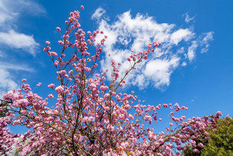 玫瑰花开花樱桃树蓝色的天空背景