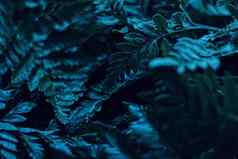 蓝色的植物叶子晚上超现实主义的植物背景最小的设计