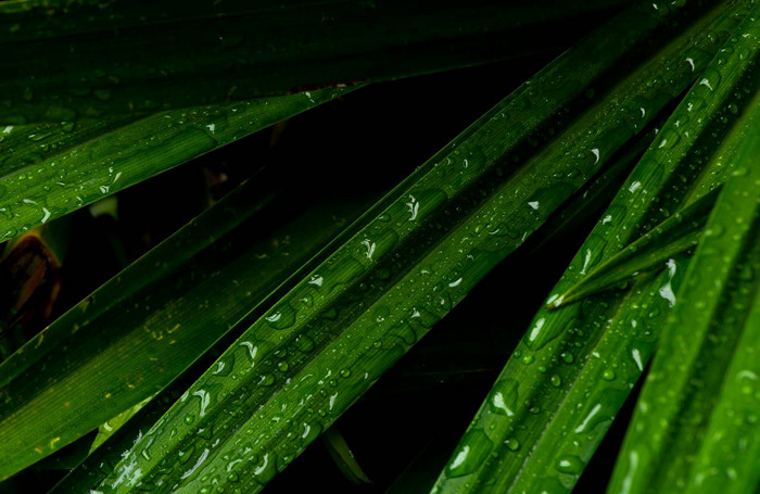 特写镜头水下降郁郁葱葱的绿色树叶下雨了