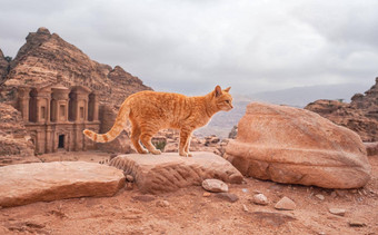 小橙色猫走红色的岩石多山的景观佩特拉约旦修道院建筑背景