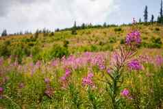 粉红色的紫色的杂草chamaenerion安古斯替弗卢姆花日益增长的森林草地模糊树草背景