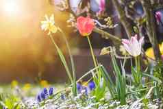 春天时间花风景色彩斑斓的春天花郁金香那喀索斯