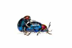 图像蓝色的马利筋甲虫蓝色的翅膀红色的头夫妇使爱白色背景昆虫动物
