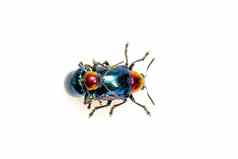 图像蓝色的马利筋甲虫蓝色的翅膀红色的头夫妇使爱白色背景昆虫动物