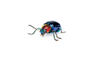 图像蓝色的马利筋<strong>甲虫</strong>蓝色的翅膀红色的头孤立的白色背景昆虫动物