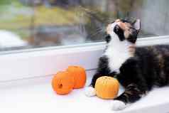猫戏剧球线程宠物游戏线程针织广告玩具猫广告针织线程可爱的照片猫照片印刷产品彩色的猫窗台上