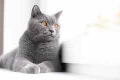 灰色猫说谎窗台上英国猫文章宠物复制空间窗口窗台上广告