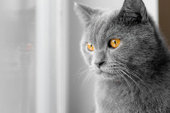 猫<strong>窗口</strong>英国灰色猫宠物宠物<strong>窗口窗口</strong>广告