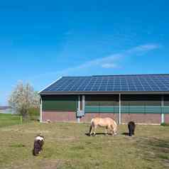 马矮种马精品太阳能面板荷兰阳光明媚的春天一天