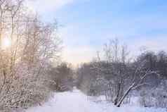 冬天景观全景雪太阳太阳开业后树自然雪谷冬天屏幕保护程序文章冬天旅游娱乐