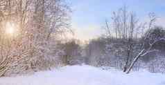冬天景观全景雪太阳太阳开业后树自然雪谷冬天屏幕保护程序文章冬天旅游娱乐