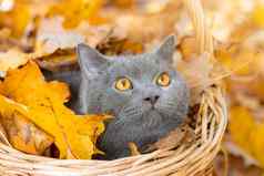 灰色猫篮子猫坐着篮子秋天叶子年轻的猫秋天假期走宠物文章猫秋天黄色的下降叶子照片印刷产品