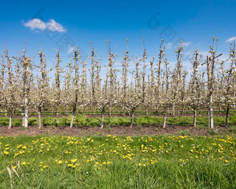 水果果园开花花蓝色的天空荷兰梨果园
