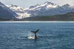 婴儿座头鲸鲸鱼阿拉斯加景观冰川