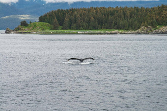 座头鲸鲸鱼潜水前面树阿拉斯加