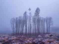 树被砍伐的景观神秘的冬天