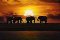 晚上轮廓日落非洲大象博茨瓦纳非洲Safari野生动物