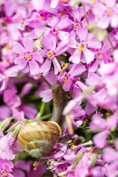 宏小花园蜗牛吃平花巴德