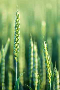 生绿色小麦场夏季