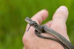 无害的小蛇草蛇natrixnatrix
