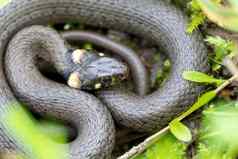 无害的小蛇草蛇natrixnatrix