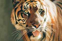 苏门答腊老虎豹属tigris苏门答腊