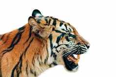 苏门答腊老虎豹属tigris苏门答腊孤立的白色