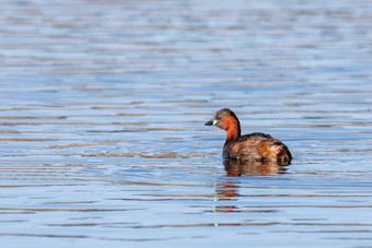 水鸟grebe<strong>快速</strong>巴普图斯ruficollis