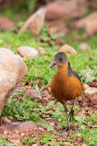 鸟胭脂的铁路束山埃塞俄比亚