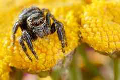 跳蜘蛛爆发花粉不错的明亮的黄色的花味蕾
