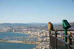 巴巴莉短尾猿猴子俯瞰港口直布罗陀