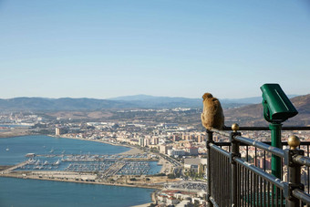 巴巴莉短尾<strong>猿猴</strong>子俯瞰港口直布罗陀
