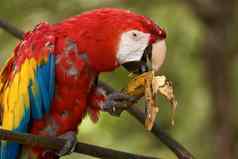 红色的金刚鹦鹉鹦鹉吃香蕉