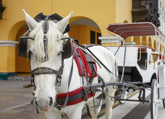 传统的马车车辆五秘鲁美丽的白色马结婚轮马车