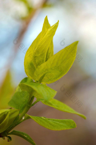 年轻的分支绿色叶子花朵春天