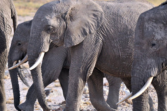 大象安博塞利国家公园