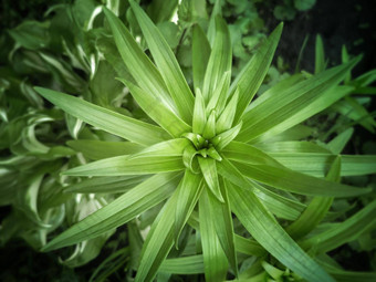 装饰植物莉莉花园公园设计