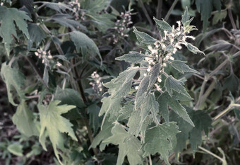 益母草<strong>药用</strong>植物平静的效果