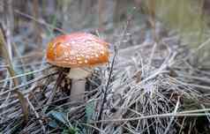 有毒的蘑菇飞木耳森林清算