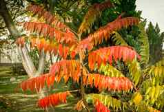 观赏落叶植物被称为漆树
