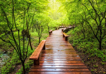 木人行道绿色自然风景夏天木板路公园木板路森林