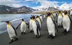 企鹅殖民地南极洲美丽的企鹅水
