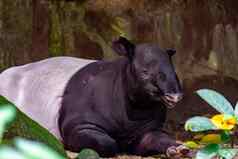 马来半岛的貘亚洲貘cipan特努克犀牛适应Tapirus休息