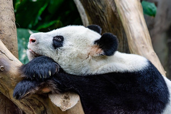 懒惰的困了巨大的熊猫熊发现坐着睡觉木椅子无聊困了巨大的熊猫熊