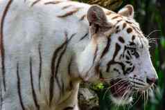 白色老虎孟加拉老虎站盯着食物