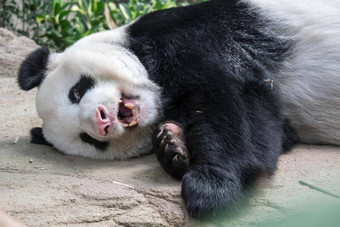 睡觉巨大的熊猫熊巨大的熊猫熊瀑布睡着了雨森林吃竹子