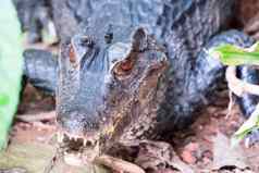 非洲矮鳄鱼broad-snouted骨鳄鱼osteolaemustetraspis细节肖像自然栖息地蜥蜴大眼睛野生动物场景热带森林非洲河