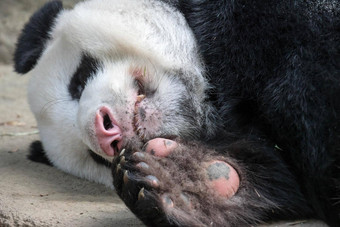 睡觉巨大的<strong>熊猫</strong>熊巨大的<strong>熊猫</strong>熊瀑布睡着了雨森林<strong>吃竹子</strong>